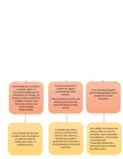 View Mapa Conceptual Sistema Endocrino Png Es Que Kulturaupice Porn