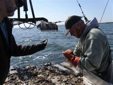 Can Oysters With No Sex Life Repopulate The Chesapeake Bay The Salt