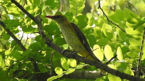 Grangur Juvenil Golden Oriole Juvenile Youtube