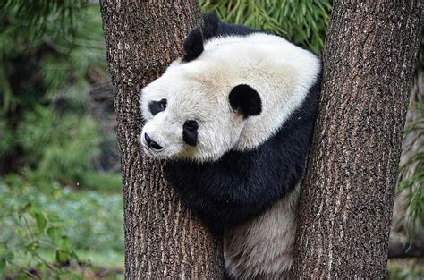 Giant Panda In Tree Photograph By Ronda Ryan Pixels