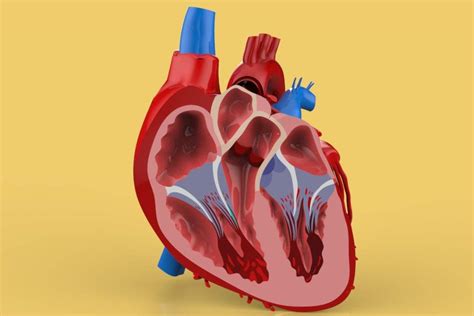 Human Heart Anatomy 3d Model By Cgshape Ubicaciondepersonascdmxgobmx