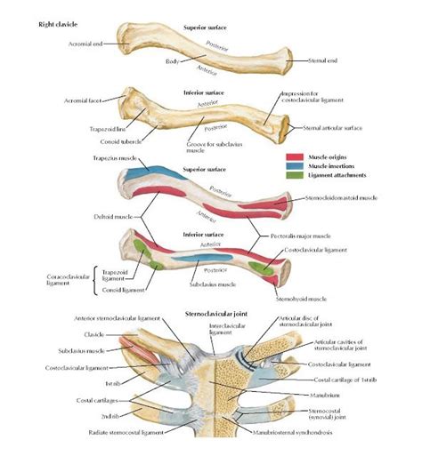 Which Part Of The Clavicle Articulates With The Manubrium