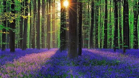 The hallerbos (dutch for halle forest) is a forest in belgium, covering an area of 552 ha (1,360 acres). Hallerbos: "The blue forest"