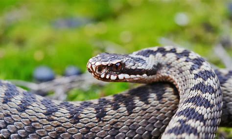 Discover The Venomous Arctic Snake That Survives 57° Bitter Cold A Z