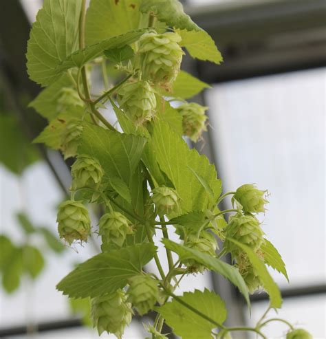 Florida Grown Hops Alternative Crop For The Future Well Maybe UF