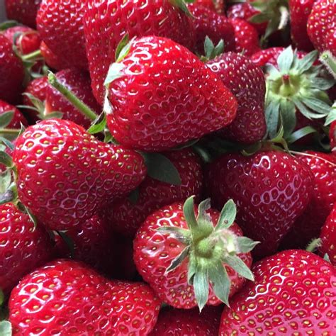 Honeoye Strawberry Plants for Sale | Free Shipping