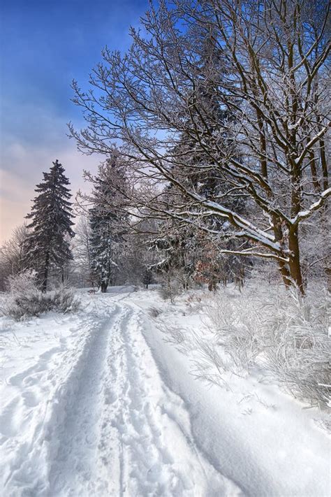 Winter Scenery Stock Image Image Of Season Dark Spruce 15581247