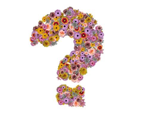 Question Mark Flowers Design Free Image On Pixabay