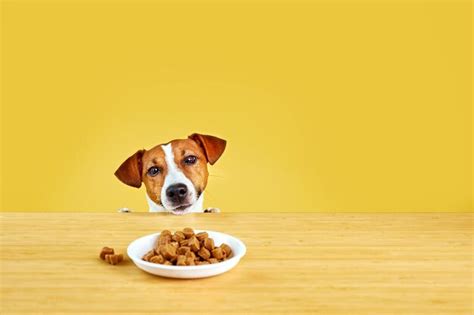 Premium Photo Jack Russell Terrier Dog Eat Meal From A Table Funny
