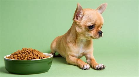 Easily one of the smallest dog breeds out there, the chihuahua doesn't eat a lot of food, in terms of volume. Best Dog Foods For Chihuahuas: Puppies, Adults & Seniors
