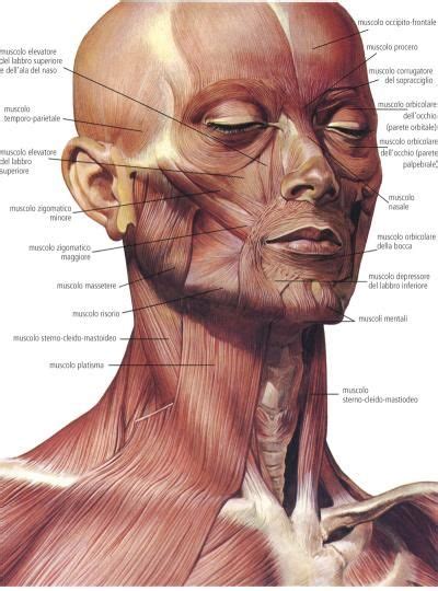 Idee Su Anatomia Muscoli Facciali Muscoli Anatomia Anatomia Muscolare