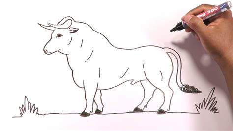 How To Draw A Bull Easily Youtube