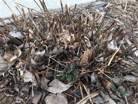 Shop now for ferns that grow well in zone 4. Y'all are posting pics of bananas and mangos and ferns ...