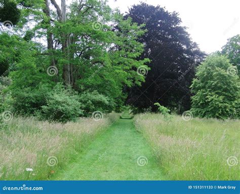 Woodland Walk Stock Image Image Of Trees Summer Grass 151311133