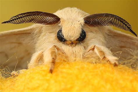 Bombyx Mori Cute Moth Cute Little Animals Weird Creatures