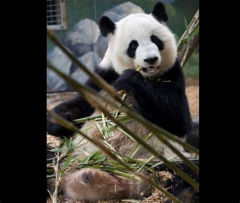 Zoo Atlantas Giant Female Panda Gives Birth To Twins Again