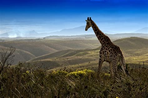 50 Incredible Examples Of ‘best Shot Wildlife Photography Glazemoo