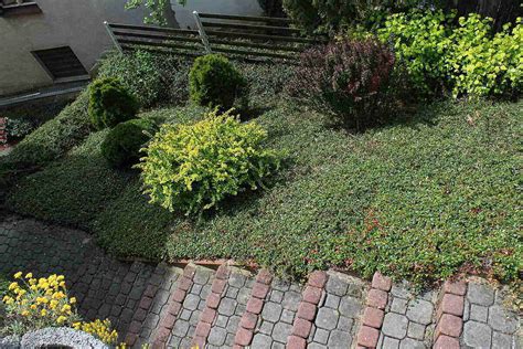Types Of No Mow Grass Alternatives Lawn Care Blog Lawn Love