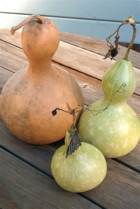 An episode of gout usually lasts for about 3 days with treatment and up to 14 days without treatment. The Gardeners Anonymous Blog: How to Dry Birdhouse Gourds