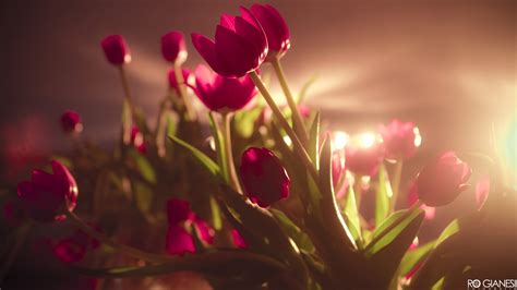 Tulips 4k Ultra Hd Wallpaper And Background 3840x2160 Id236016