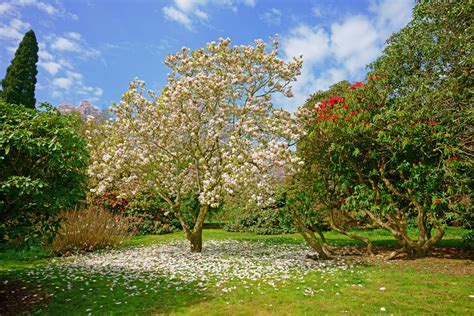 Spring Trees That Add Value to Your Landscaping - Trees of Georgia