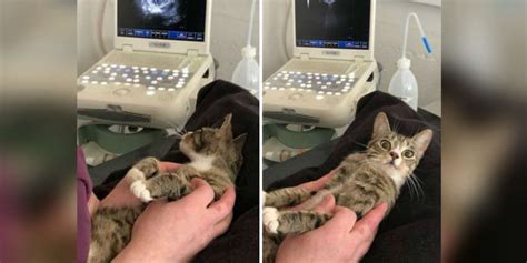 Cat Has Hilarious Reaction To Finding Out Shes Pregnant The Dodo
