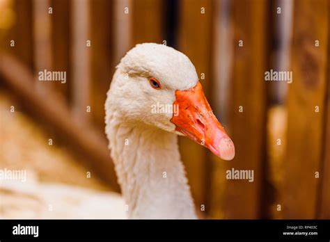 Head And Long Neck Of Geese Near The Fence Of A Farm Stock Photo Alamy