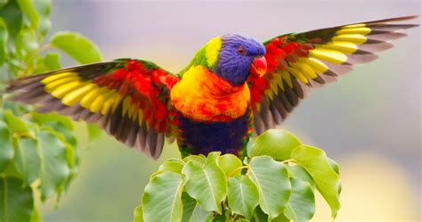 20 Beautiful Exotic Birds You Won T Believe Can Be This Colorful