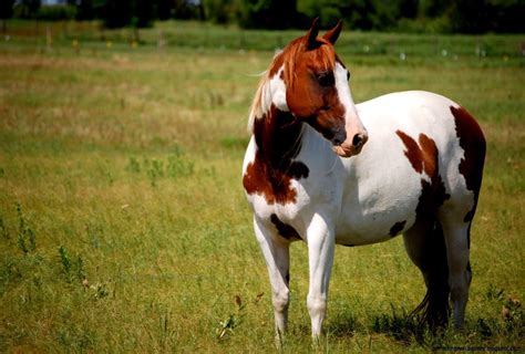 Paint Horse Wallpapers Top Free Paint Horse Backgrounds Wallpaperaccess
