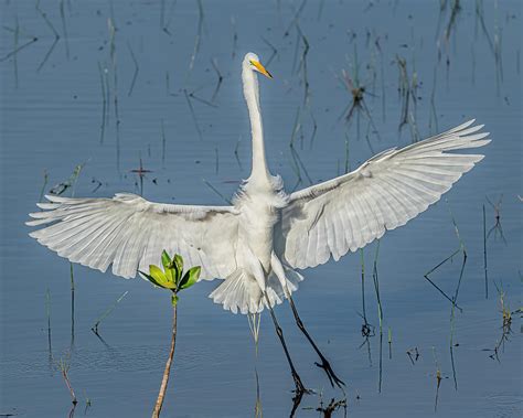 Great Egret Landing Photograph By Morris Finkelstein Fine Art America