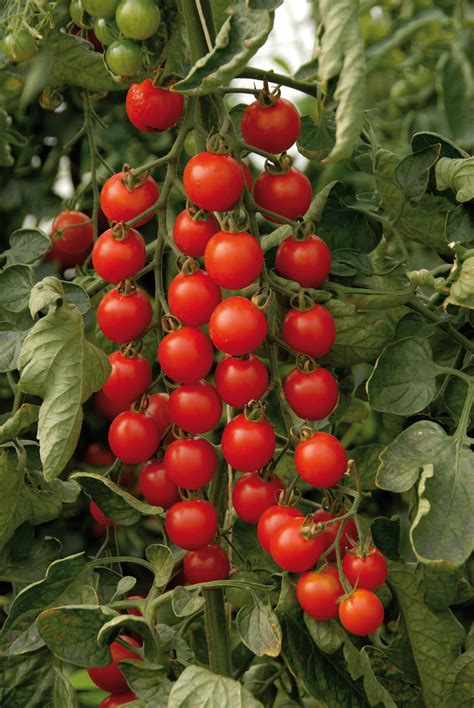 Tomato Cerise Supersweet 100 F1 Grafted