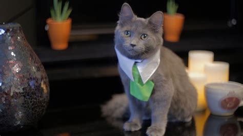 What If Cats Could Buy And Sell Real Estate Youtube