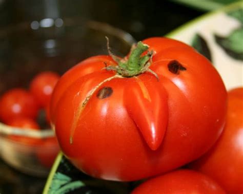 What Causes Tomato Nose Home Garden Joy