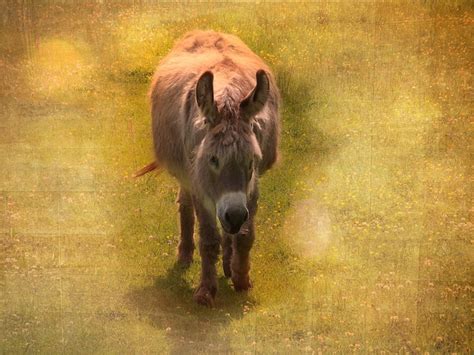 Equus Africanus Asinus Animal Foto Gratis En Pixabay Pixabay