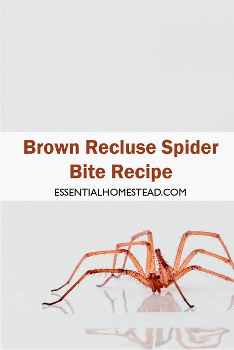 10 Best Treating Spider Bites Images Spider Bites Treating Spider