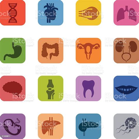 Human Organs Icon Set Stock Illustration Download Image Now Istock