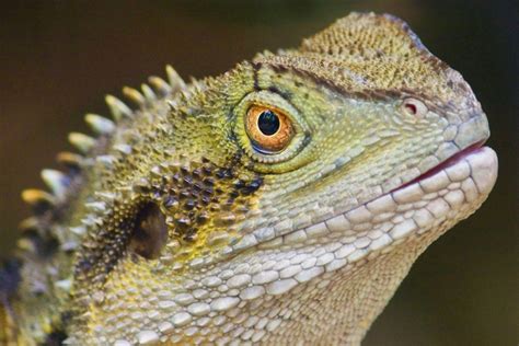 6 Best Pet Reptiles For Beginners Mega Bored