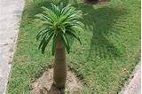 Madagascar Palm Flower Pictures