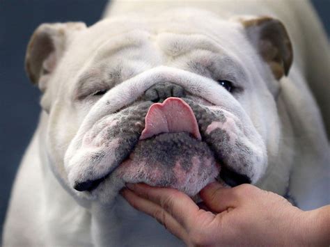 English bulldogs now so inbred their appalling health problems will not