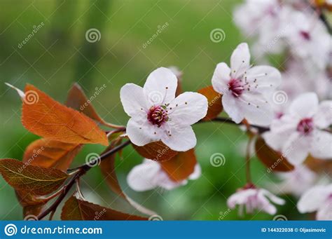 Pink Cherry Blossoms Stock Photo Image Of Pink Blossoms 144322038