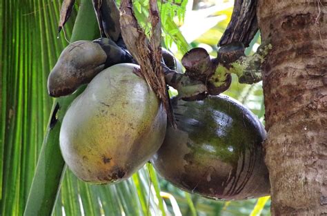 Coconuts are one of a number of foods that are misnamed, at least from the view of botanists. Trees and Plants: Double Coconut (Kelapa Laut)