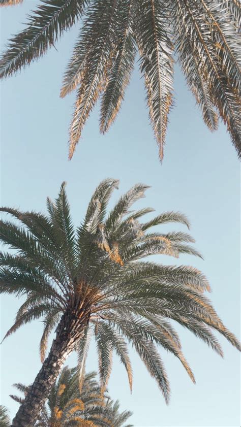 Aesthetic Palm Tree Wallpaper Aesthetic Backgrounds Palm Tree Trees