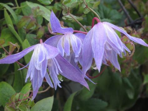 Clematis alpina, the alpine clematis, is a flowering deciduous vine of the genus clematis. Clematis alpina Blue Dancer via http://teddingtongardener ...