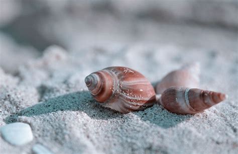 Brown Seashells On Sand Photo Free Animal Image On Unsplash Sea