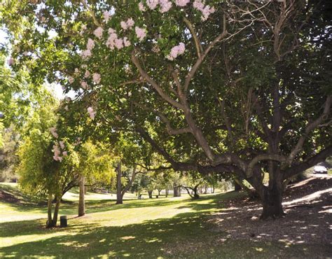 Elysian park trail, los angeles, ca, usa. ELYSIAN PARK | City of Los Angeles Department of ...