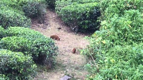 Wild Animals Spotted At Valparai Tea Plantation Youtube