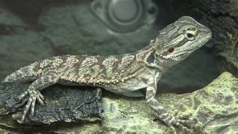 Selecting A Reptile Or Amphibian As A Pet Youtube