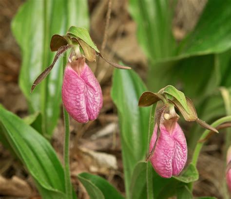 Cypripedium Acaule Pink Lady S Slipper Orchid Second Day Flickr