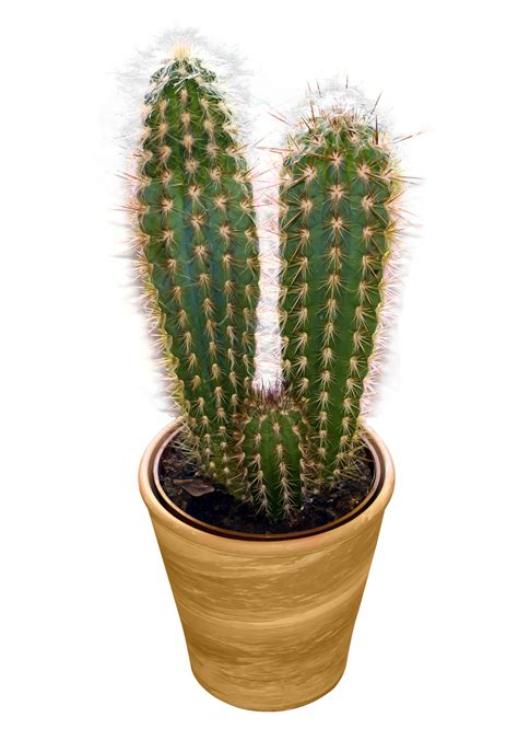 Cactus Png Image Transparent Image Download Size 1100x1570px