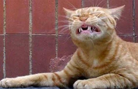 26 Cats That Are Justaboutto Sneeze Funny Cat Faces Funny